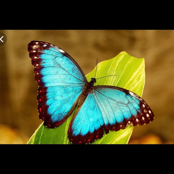 Meet your Posher, MiMi - Picture 1 of 1